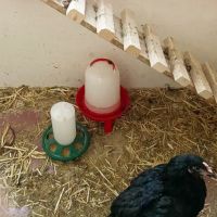 Поилка вакуумная ECO 5 л с ручкой на ножках, 2 шт.