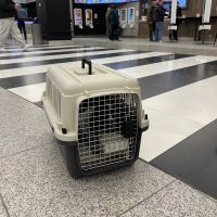 Переноска Departures Range 60х40х40 см, авиапереноска Pet Choice авиа стандарт для животных до 10 кг в самолете или в машине