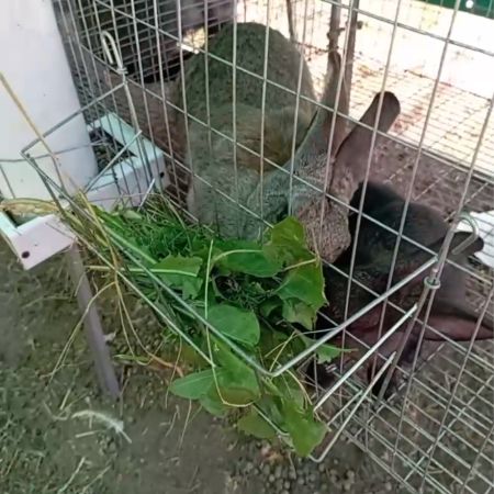 Кормушка для сена, вертикальная загрузка 25 см, комплект 5 шт. Кормушка для сена, вертикальная загрузка 25 см, комплект 5 шт.