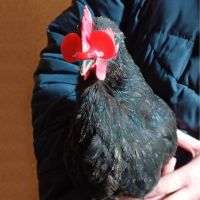 Очки от расклева для птиц, кур, петухов, фазанов со стрелой, 25 шт.