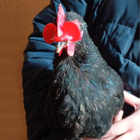 Очки от расклева для птиц, кур, петухов, фазанов со стрелой, 25 шт.