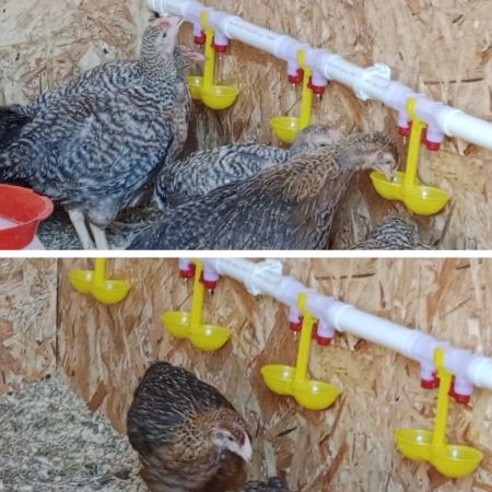 Поилка ниппельная для птиц двойная с каплеуловителем на трубу