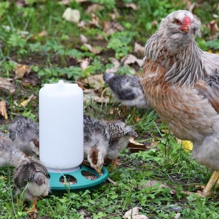 Кормушка бункерная 1 кг с круглыми отверстиями /7 ячеек для цыплят