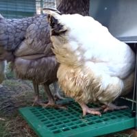 Кормушка педальная Feed-O-Matic 5 кг для кур