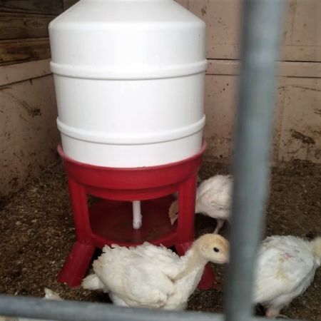 Поилка сифонная 30 л GOLD пластиковые ножки