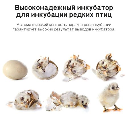 Инкубатор Rcom King Suro 20 MAX автоматический для яиц Инкубатор Rcom King Suro 20 MAX автоматический для яиц