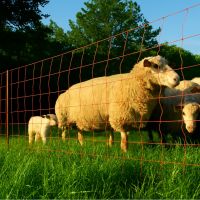 Сеть электрическая для овец Olli, 90 см / 50 м