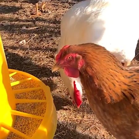 Кормушка бункерная 15 кг пластик с разделительной решеткой для кур