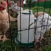 Поилка вакуумная 3 л, комплект 2 шт.