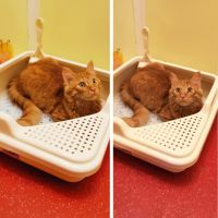 Лоток для кошек Catidea 44х44х14,5 см с совком, кремовый