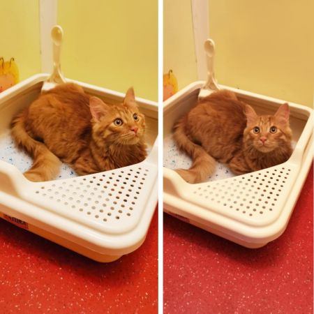 Лоток для кошек Catidea 44х44х14,5 см с совком, розовый