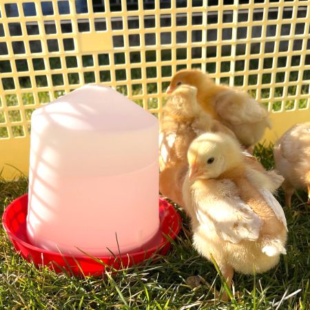 Поилка вакуумная 1,5 л для цыплят и перепелов