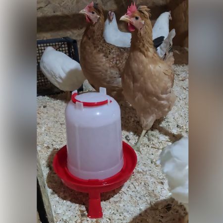 Поилка вакуумная ECO 10 л с ручкой на ножках, 2 шт.