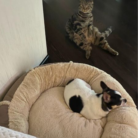 Лежак подушка Pet Choice для собак и кошек, круглый 66х66х15 см, меховой, бежевый