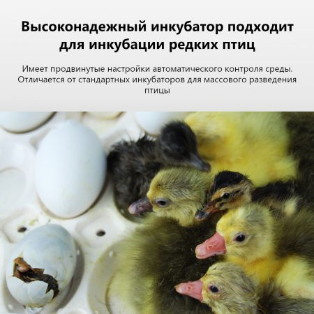 Инкубатор Rcom 50 DO MAX с овоскопом автоматический для яиц