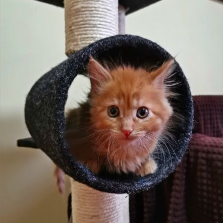 Когтеточка-комплекс 35х35х105 см, черный