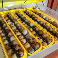 Инкубатор Janoel 42 автоматический Инкубатор Janoel 42 автоматический