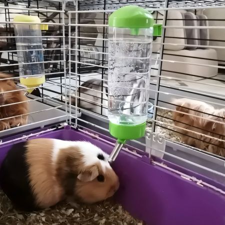 Поилка-шарик для кроликов, хомяков, грызунов, 500 мл, зеленый