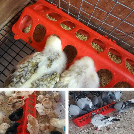 Кормушка-поилка лотковая 50 см пластик для цыплят