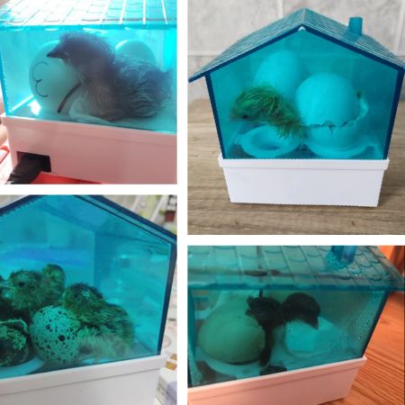 Инкубатор HHD 4 домик, мини автоматический на 4 яица