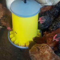 Кормушка бункерная ARCUS GYRO 15 кг пластик с разделительной решеткой на ножках