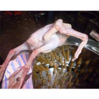 Перосъёмная машина NT-600A для уток и гусей