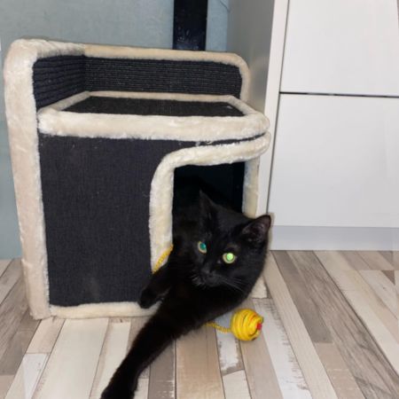 Когтеточка-домик 35х35х38 см, черный