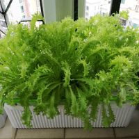 Гидропонная установка HobbyFarm DQ61008, домашний умный смарт сад, 8 ячеек