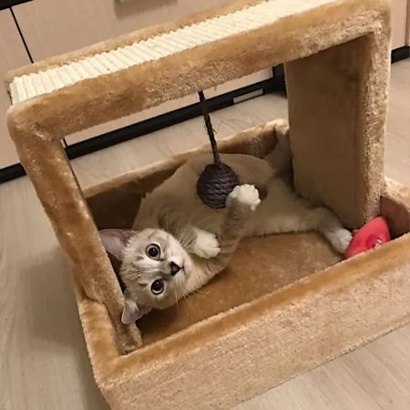 Когтеточка-лежак 40х40х23 см с игрушкой, бежевый